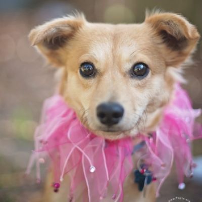 Clarabelle – Twyla's Friends