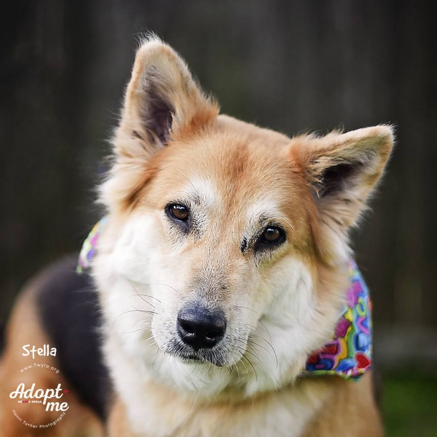 Stella